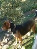 Beagle Hund