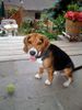 Beagle Hund