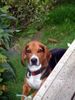 Beagle Hund