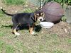 Beagle Hund