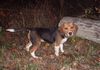 Beagle Hund