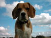 Beagle Hund