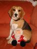 Beagle Hund