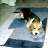 Beagle Hund