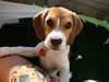 Beagle Hund