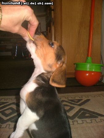 Beagle HUUUUNGEEER !!!