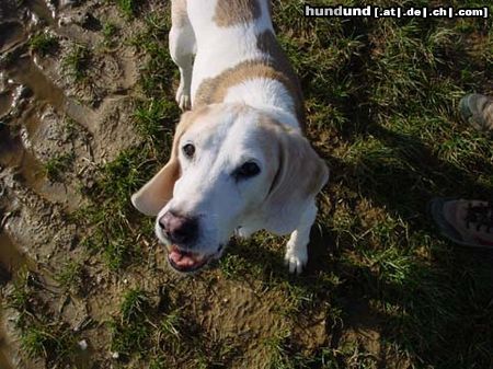 Beagle Immer nen kessen Spruch auf der Lippe!