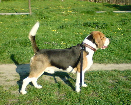 Beagle