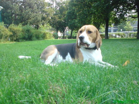 Beagle