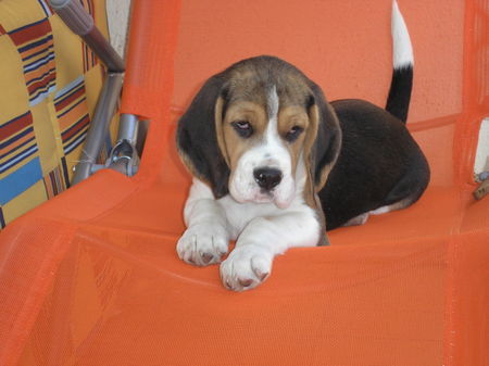 Beagle