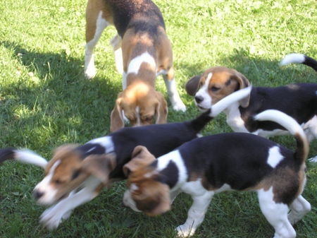 Beagle meine Geschwister und Ich