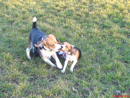 Beagle zwei freunde