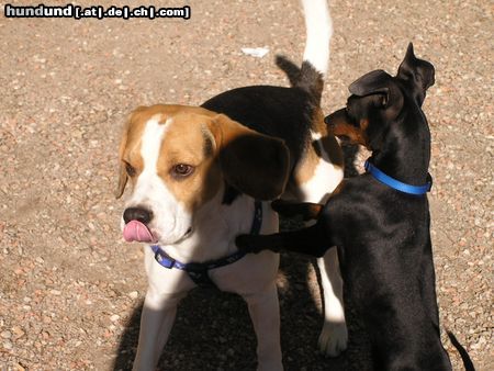 Beagle Snoopy und Snoopy beim Spielen