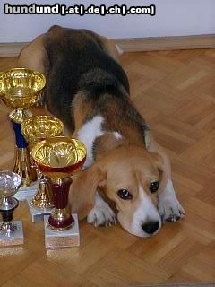 Beagle Ch. Rapsodia Polkrza