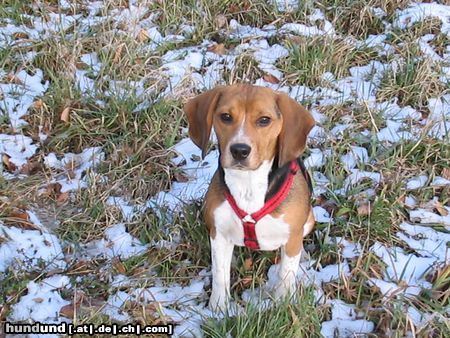 Beagle tinka im schnee