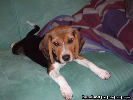 Beagle katinka mit 14 wochen