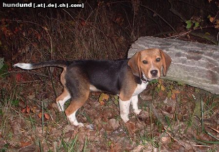 Beagle katinka mit 14 wochen