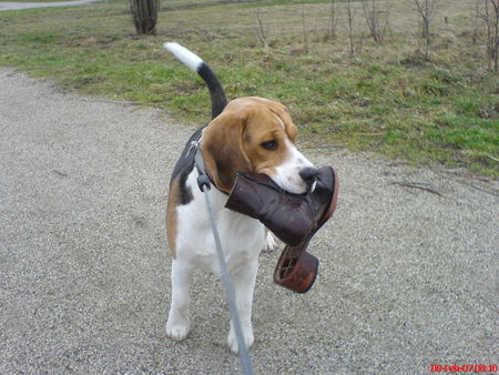 Beagle meinem Beute :-)