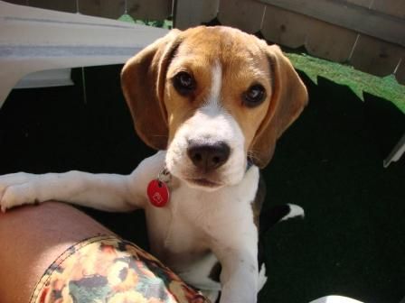 Beagle Zoe von Amade AUSTRIA