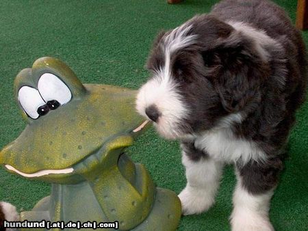 Bearded Collie Happy-Bearded`s o la la Oskar