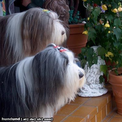 Bearded Collie Happy-Bearded`s Lady u.Rocky