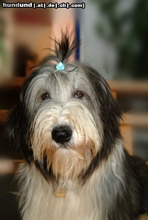 Bearded Collie Ich bin halt gerne nass!