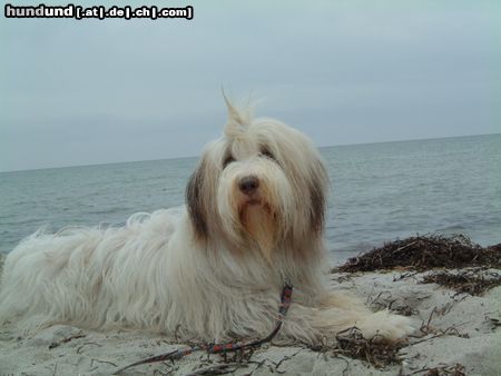 Bearded Collie Bella mit einem Jahr!