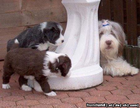 Bearded Collie Happy-Bearded`s Pinky u.Welpen