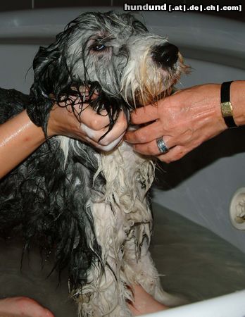 Bearded Collie Susanna im Bade: Alexis, genannt Bella