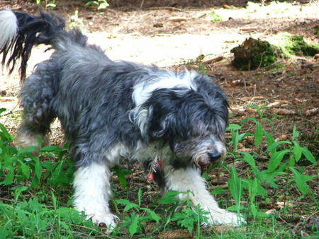 Bearded Collie Unser Liebling Mickale geb. 7.9.90. Foto vom Sommer 2005