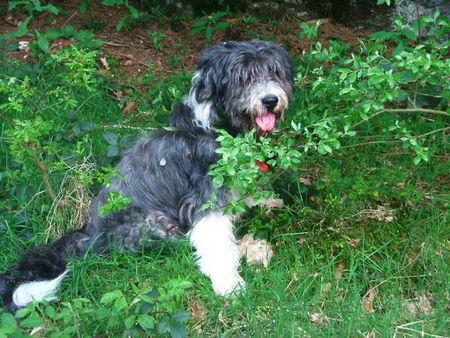 Bearded Collie Unser Liebling Mickale geb. 7.9.90. Foto vom Sommer 2005