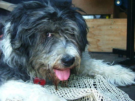 Bearded Collie Unser Liebling Mickale geb. 7.9.90. Foto vom Sommer 2005