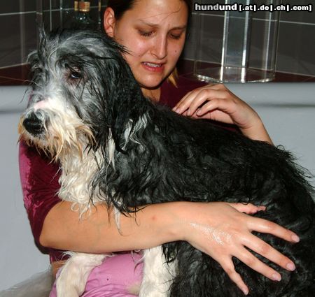 Bearded Collie Susanna im Bade: Alexis, genannt Bella