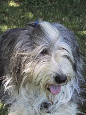 Bearded Collie Mickey