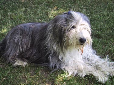 Bearded Collie Mickey