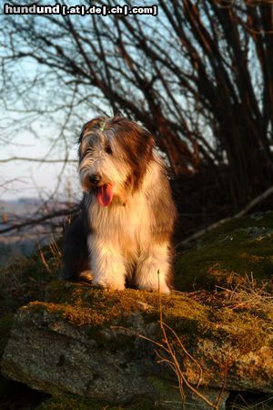 Bearded Collie Bella auf's Podest!