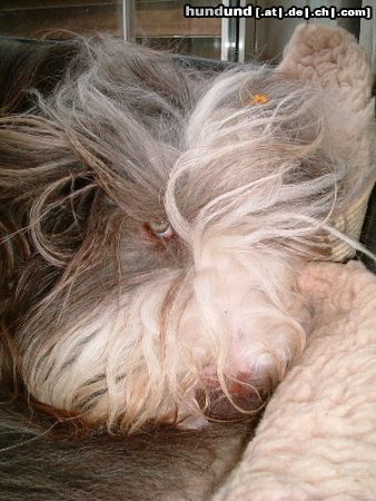 Bearded Collie Flint is boos