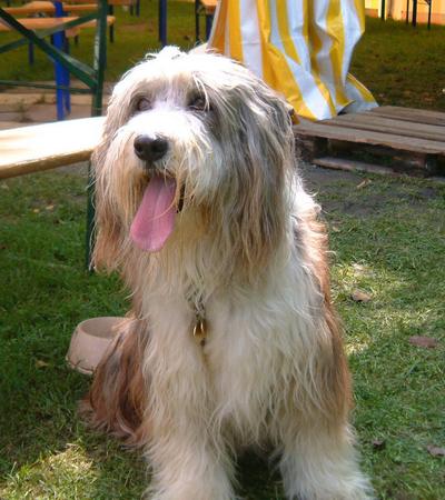 Bearded Collie aufgenommen beim 1. European Agility Open 2002 in Graz