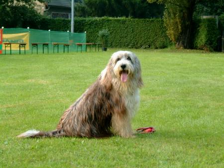 Bearded Collie aufgenommen beim 1. European Agility Open 2002 in Graz