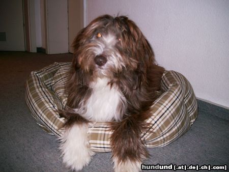 Bearded Collie