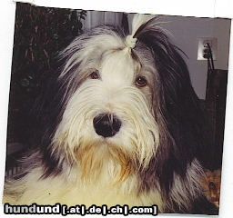 Bearded Collie Beam