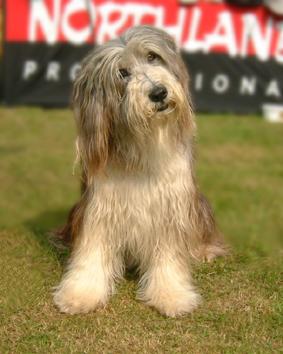 Bearded Collie ' Wo ist die Katze?' aufgenommen beim 1. European Agility Open 2002 in Graz