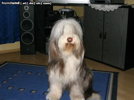 Bearded Collie Fini vom Stausee Rufname Kira