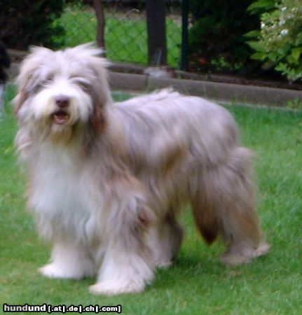 Bearded Collie Oscar