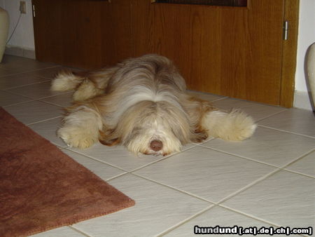 Bearded Collie Oscar - Fix und Alle