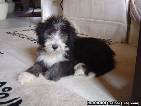 Bearded Collie Carrie  - Die frechste Maus weit und breit