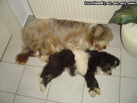 Bearded Collie Oscar & Carrie bei ihrem nächtlichen Kuschelmarathon