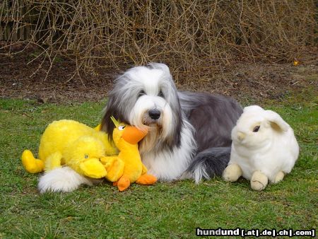 Bearded Collie Desmond, 11 Monate. Das wunderbare Wesen der Bearded Collies, ihr Witz, ihr Charm und der warmherzige Ausdruck ihrer Augen sind es, die uns so begeistern. Zur Zeit leben 5 Beardies im Alter von 1Jahr bis fast 13 Jahren in unserem Haushalt. Wir sind sehr froh, dass sie Tisch und Bett mit uns teilen! Wir freuen uns immer über netten Besuch!Telefonisch sind wir unter 03 49 27/2 11 33 zu erreichen. Haben Sie noch Fragen? Ich beantworte Sie Ihnen gern!