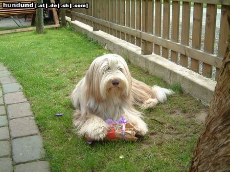 Bearded Collie Bella an ihrem 3. Geburtstag