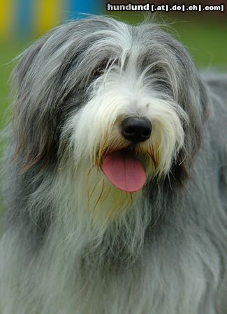 Bearded Collie Beardie auf einer Ausstellung